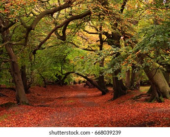 Autumn Leaves Ashridge Estate Hertfordshire UK