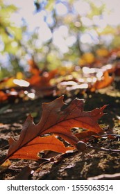 Autumn Leaves In Avon, Indiana