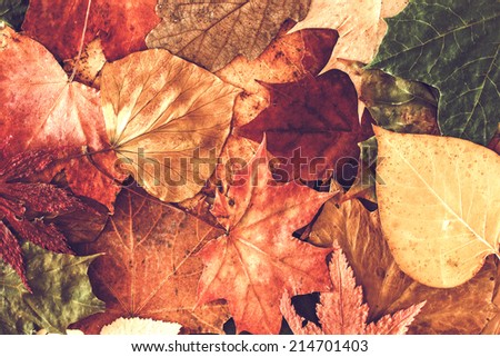 Autumn leaves background. 