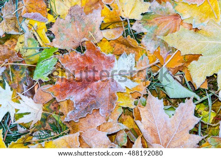 Autumn leaves as a background