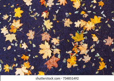 Fallen Leaves High Res Stock Images Shutterstock