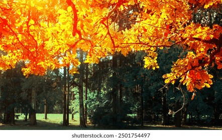 Autumn leaves background - oak tree branch with orange foliage lit by sunshine, sunny autumn landscape in bright sunlight, free space for text - Powered by Shutterstock