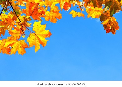 Autumn leaves, autumn background with orange maple leaves against blue sky with free space for text, autumn leaves background - Powered by Shutterstock