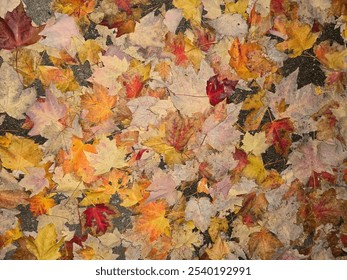 Autumn leaves background. Yellow and red maple leaves on wet pavement - Powered by Shutterstock