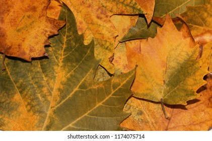Autumn Leaves Background.autumn Leaves Texture.moke Up