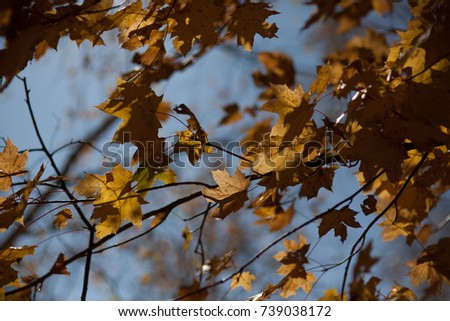 autumn leaves background fall