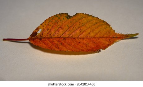 Autumn leaves, beautiful colours from early autumn in the UK