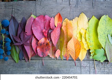 Autumn leaves   berries  Autumn background  Colors Fall