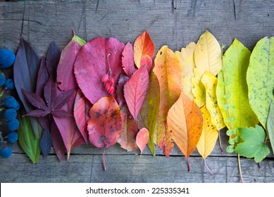 Autumn leaves and berries, Autumn background, Colors of Fall - Shutterstock ID 225335341