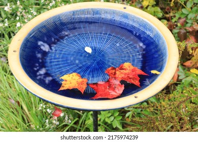 Autumn Leaves In Bird Bath 