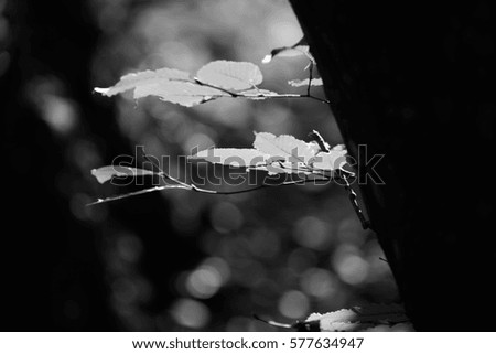 Similar – Herbstwald Natur