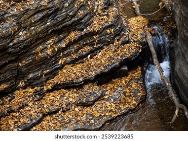 Autumn leaves blanket the rocky banks of a serene creek during a tranquil afternoon in a picturesque forested area - Powered by Shutterstock