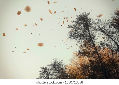 Autumn Leaves Blowing In The Wind At The Edge Of A Forest