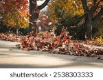 autumn leaves blowing in the wind with pavement and tree in the background