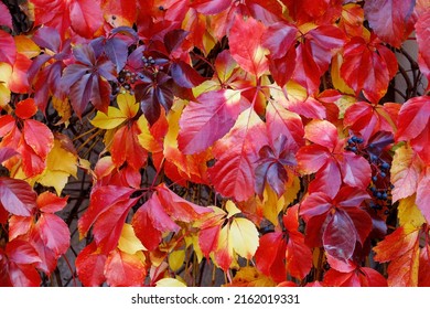 Autumn Leaves Of Boston Ivy Or Japanese Creeper (Parthenocissus Tricuspidata).