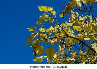Autumn leaves of the catalpa tree against the blue sky. Tree branches with brown-green leaves. Daytime.
