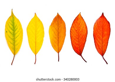 Autumn Leaves Cherry Tree Isolated On Stock Photo 340280003 | Shutterstock