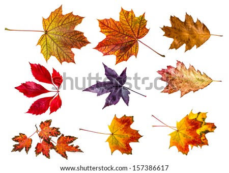  autumn leaves - collection