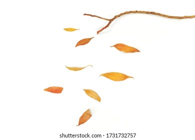 Autumn leaves composition. Dried leaves blown by the wind and falling off from branch in white background.