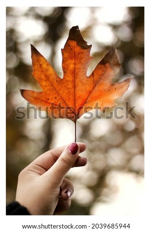 Similar – Image, Stock Photo red autumn leaf is held by hand