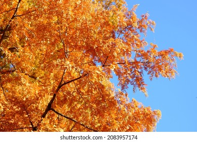 Autumn Leaves Of Dawn Redwood