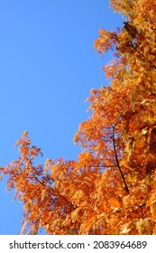 Autumn Leaves Of Dawn Redwood