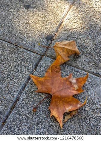 Similar – Foto Bild Herbstfarben… Umwelt