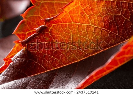autumn leaves. dry, multicolored, autumn leaves on gray burlap, background with autumn leaves. Stock photo © 
