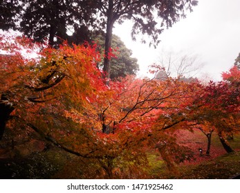 106 Leaves Changing Blue Ridge Mountains Nc Images, Stock Photos ...