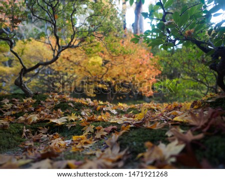 Similar – Foto Bild Herbstlicher Park Natur