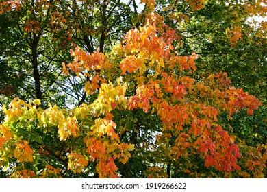 Autumn Leaves In Eyam, Derbyshire