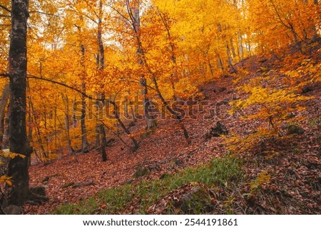 Similar – Image, Stock Photo autumn 2 Environment