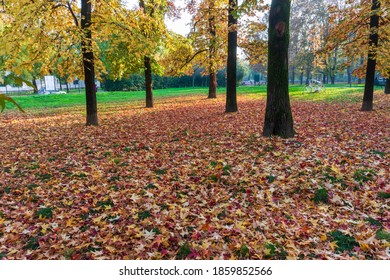 Autumn leaves fallen from a tree; carpet of leaves on a meadow of a city park