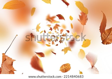 autumn leaves are falling flying white background isolated