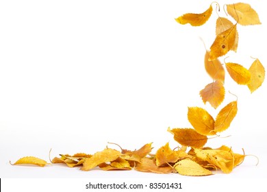 Autumn Leaves Falling To The Ground