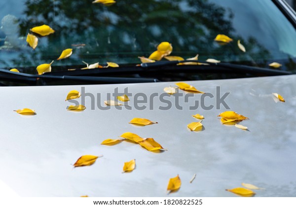 Autumn leaves falling\
on car windshield.