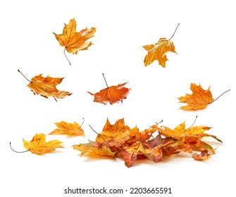 Autumn leaves falling in a pile