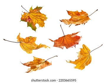 Autumn leaves falling in a pile
