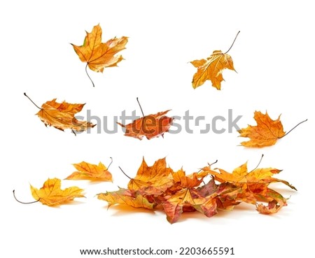Autumn leaves falling in a pile