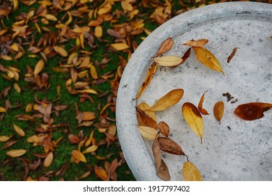 Autumn Leaves Floating In A Bird Bath And Spread On Green Grass