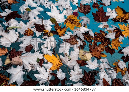 Similar – Autumn flowers and leaves on blue