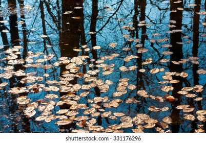 Autumn Leaves Floating On The Surface Of Water