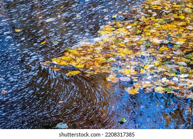 Autumn Leaves Floating On The Water