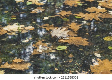 Autumn Leaves Floating On The Water In The Forest.