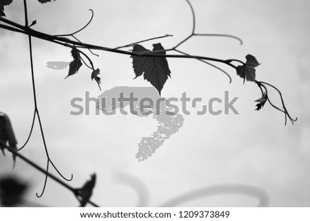 Similar – Nahaufnahme von kleinen, runden und roten Rosen-Hundefrüchten im Winter