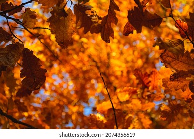 Autumn leaves in the forest in golden colors.
