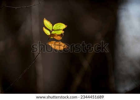 Similar – Herbstwald Natur