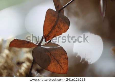 Autumn leaves in front of blurry background