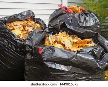 Autumn Leaves Gathered In Bags