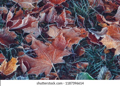 Autumn Leaves And Grass With Hoarfrost Frosty Sunny Morning As A Background.